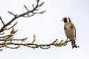 Evènement 'Formation Ornitho' cover image.webp